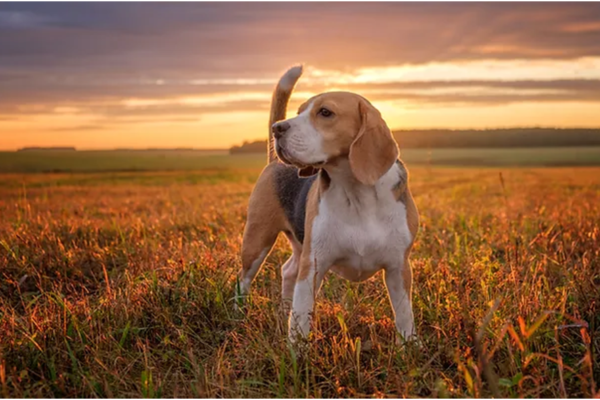Family Farmstead Beagle Breeder