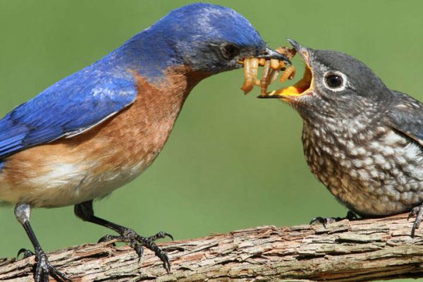 what do baby birds eat