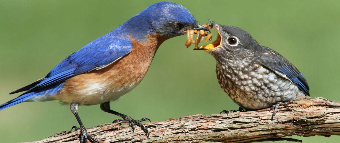 what do baby birds eat